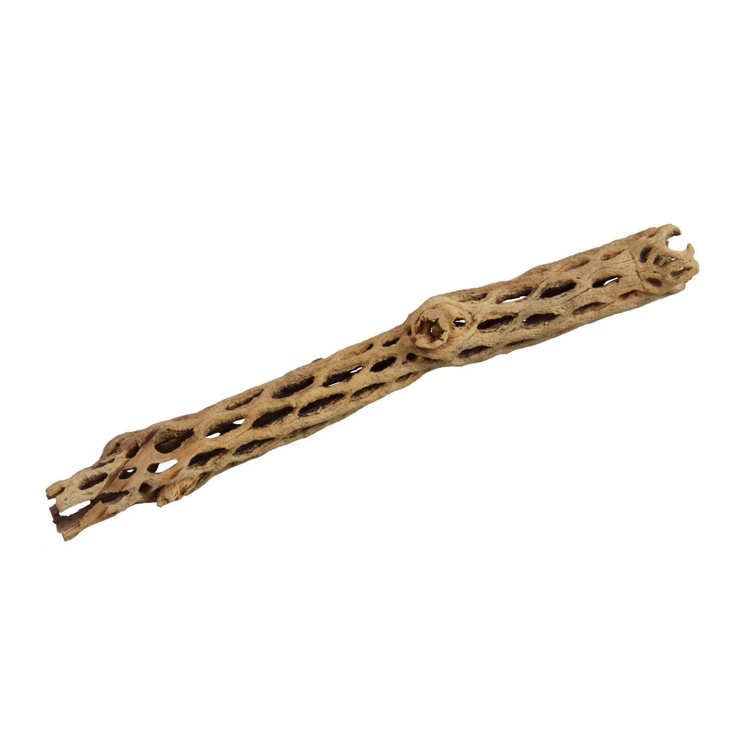 UT - Cholla Sticks - Medium - 6"