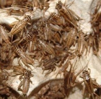 Crickets -500