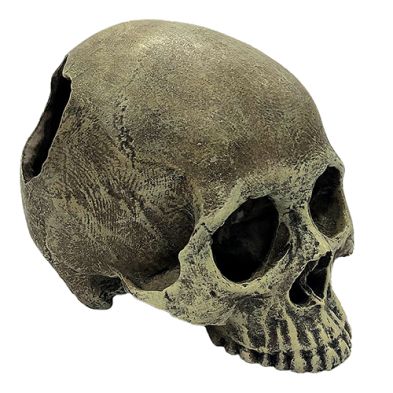 Komodo® Human Skull Half Habitat Decoration