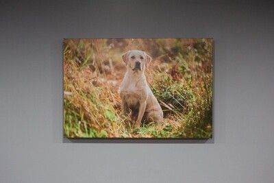 Standard Rectangle Canvas