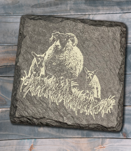 Single Sheep - Engraved Slate Coaster, Sheep Breeds: Blackface Ewe with Mule Lambs #1