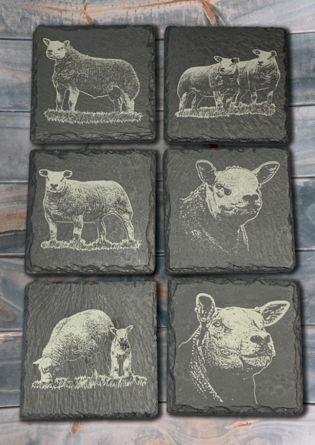 Set of 6 Sheep Breed Coasters