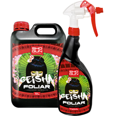 SHOGUN GEISHA FOLIAR