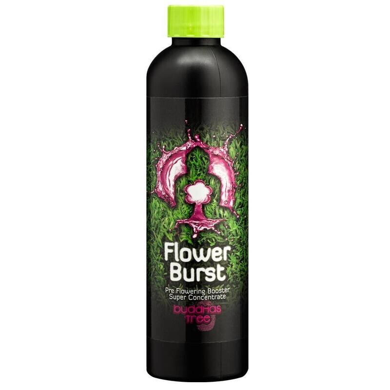 Buddhas Tree Flower Burst