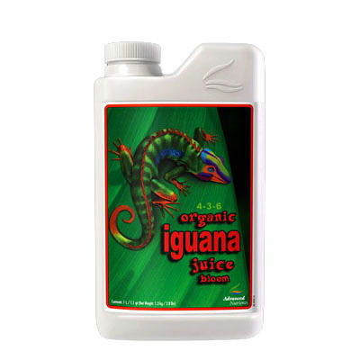 Iguana Bloom