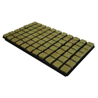 Grodan Large (35mm) Propagator Cubes in a Tray