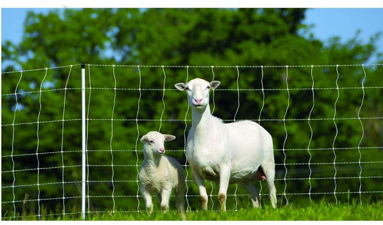 Goat &amp; Sheep Fencing