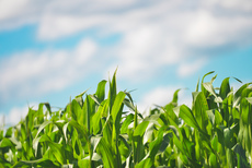 Agriculture