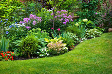 Garden / Lawn