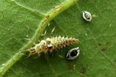 Insect/Disease Control