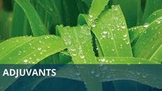Surfactants - Adjuvant