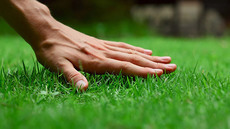 Lawn Care