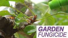 Fungicides for Gardens
