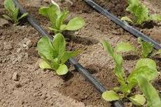 Irrigation