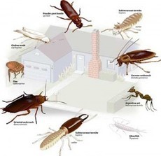 Home Pest  Control