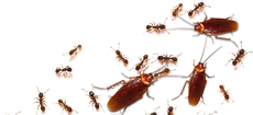 Pest / Insect Control
