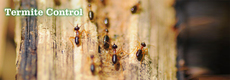 Termite Control