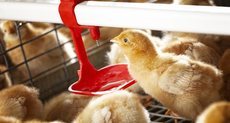 Poultry