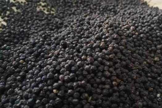 Black Pepper
