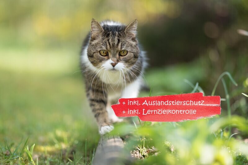 Online Lehrgang zur Vorbereitung auf die Sachkunde § 11 TierSchG Abs. 1 Nr. 2, 3, 5, 8a für gewerbliche Katzenhalter:innen wie Katzenpensione, Tierheime, Tierschutzorganisationen, Züchter:innen etc...