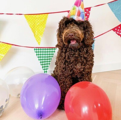 Happy Birthday Doggy Fun Pack