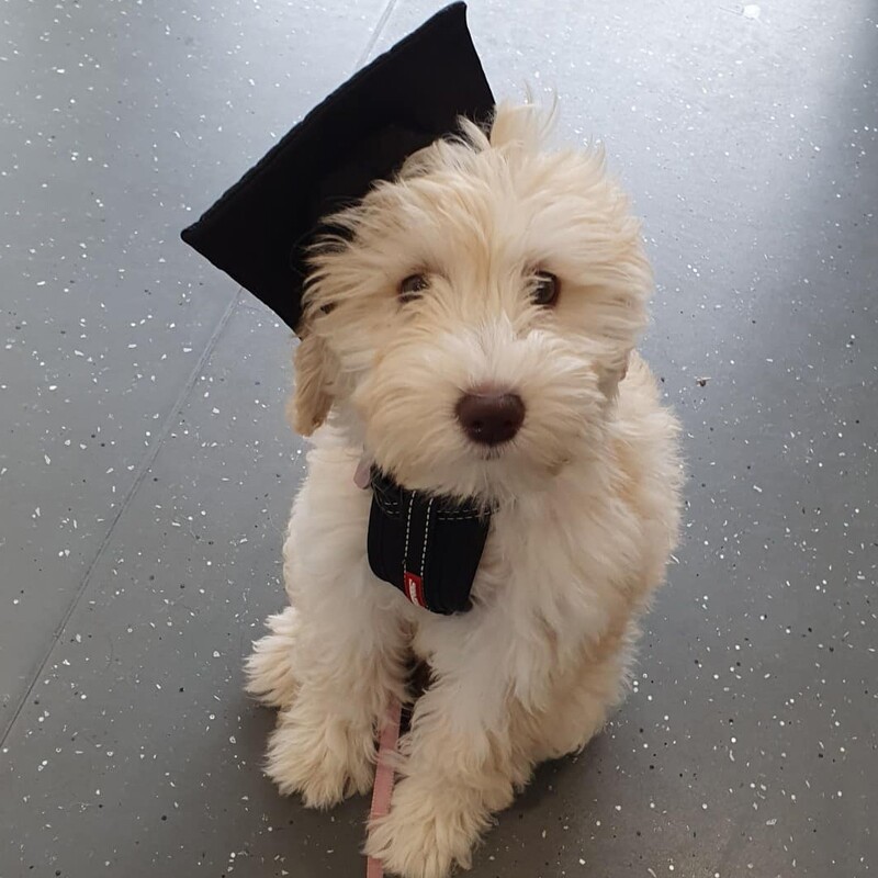 Dog Training Pack [products]