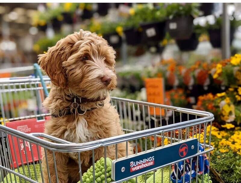 Puppy Socialisation/ Stimulation Training.