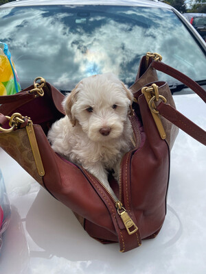 Puppy Payment