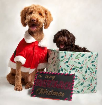 Puppy Packs, Gift Boxes and Gift Cards