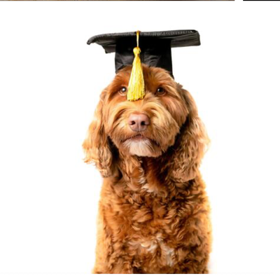 Dog Training & Consultations.
