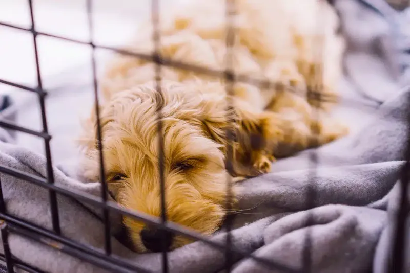 Crate Training