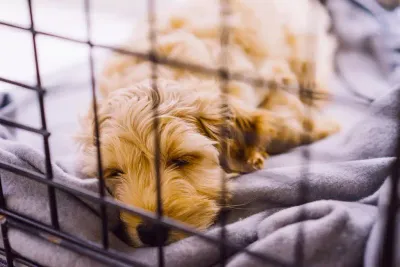 Crate Training