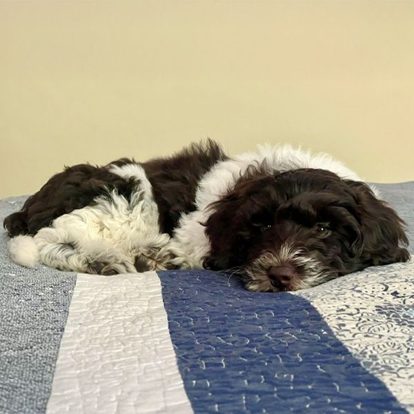 Short Term Boarding - Dogs and Puppies