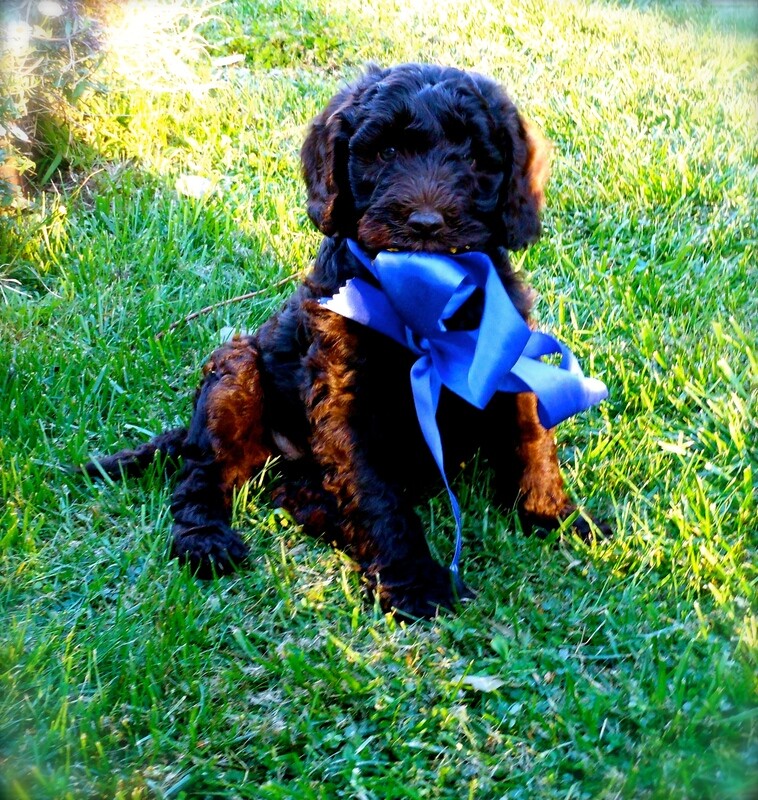 Blue Ribbon Dog Training  [Board and Train]