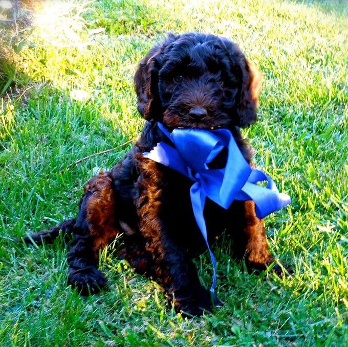 Blue Ribbon Dog Training  [Board and Train]
