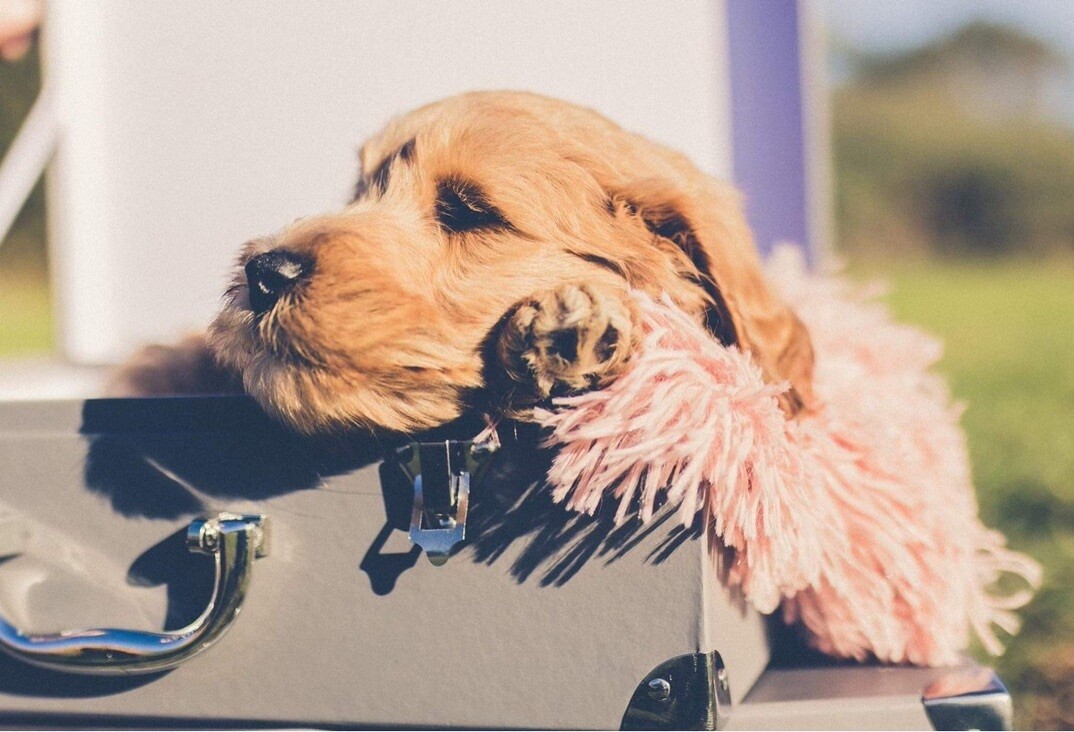 Puppy Payments