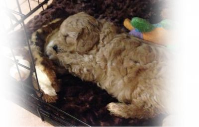 Crate Package: Wire crate to size req…