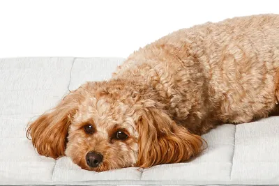 Snooza Cooling Comfort Blanket - Large - Grey