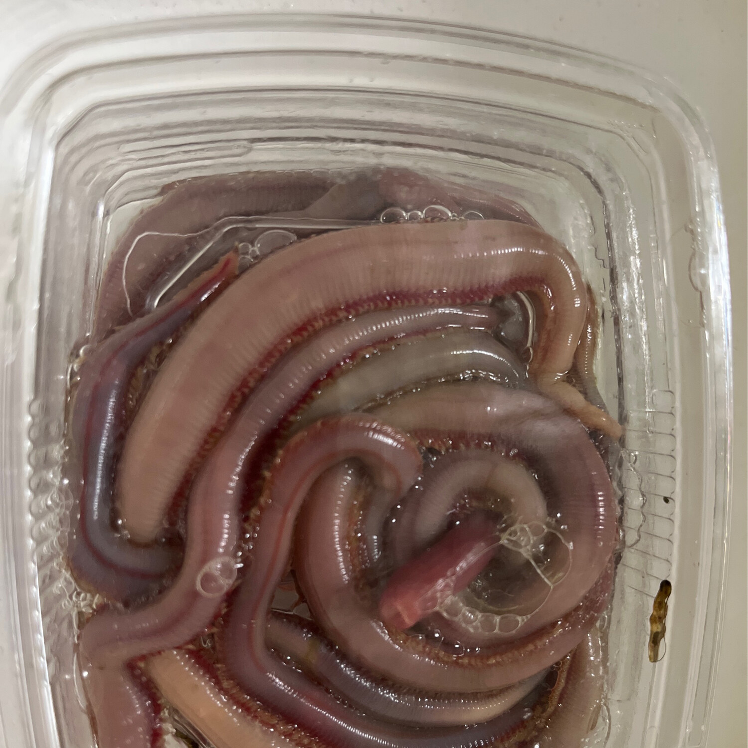 Pk Of Jumbo Blood