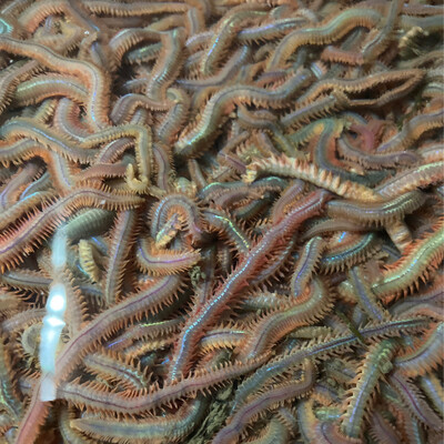 PILE WORMS 1 Doz