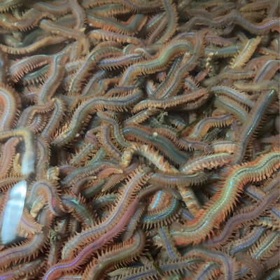 Pile Worms 1\2 Dozen