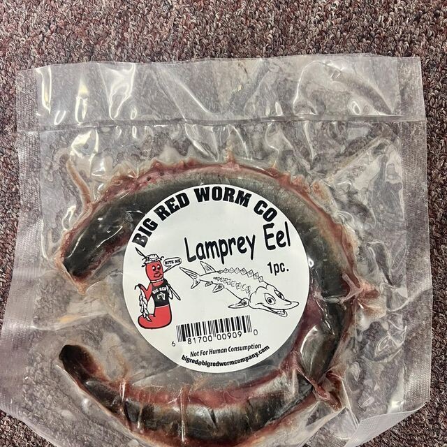 BLOODY LAMPREY EEL