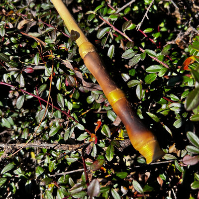 Birch Wand, 14&quot; long