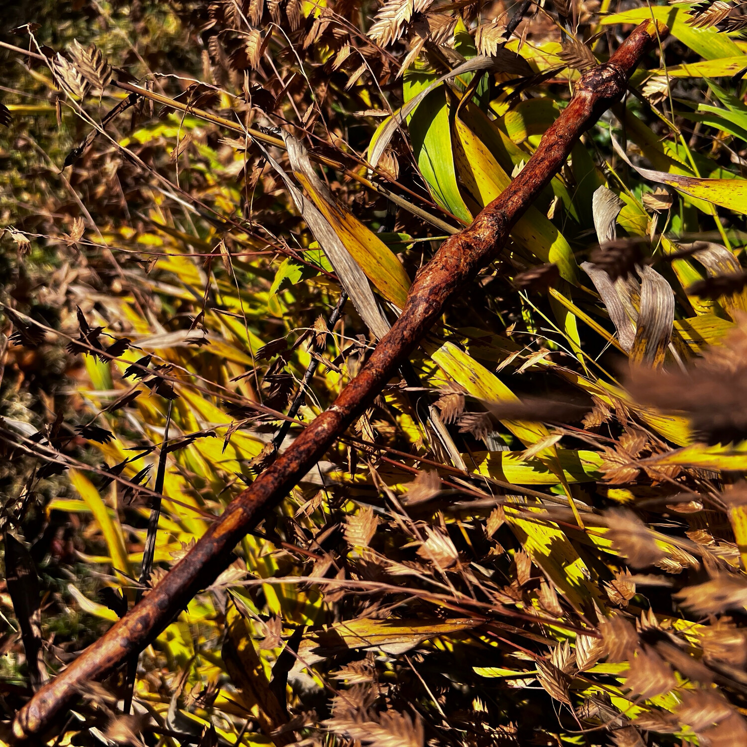 Maple Root Wand 16.5&quot;