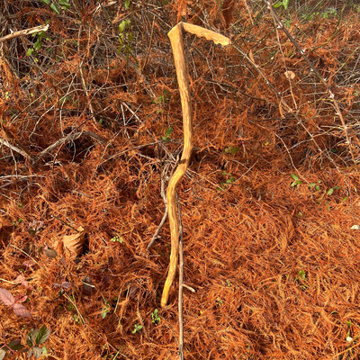 Twisty Walking Stick