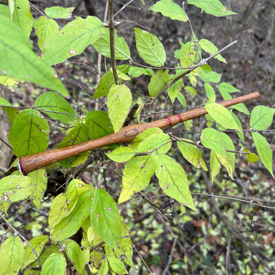 Angelim Wand