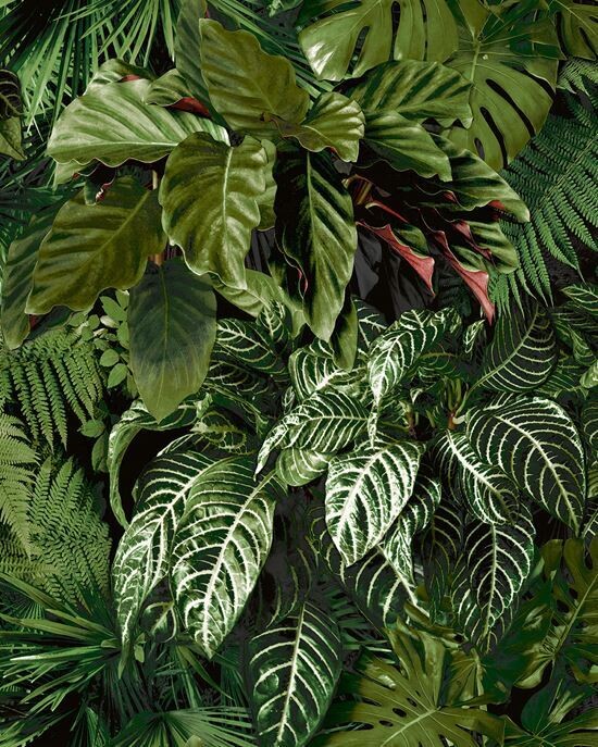 Ciara Living Wall - viherkasviseinä tapetti