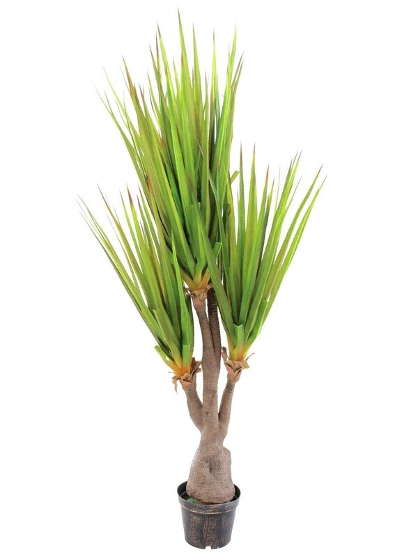 Agave tekokasvi ruukussa 185cm
