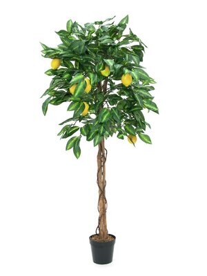 PUUT &amp; PENSAAT yli 80cm