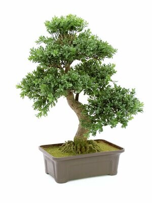 Bonsai tekopuu ruukussa 61cm